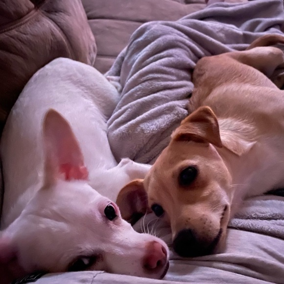 Meet your Posher, Mandy - Picture 3 of 5